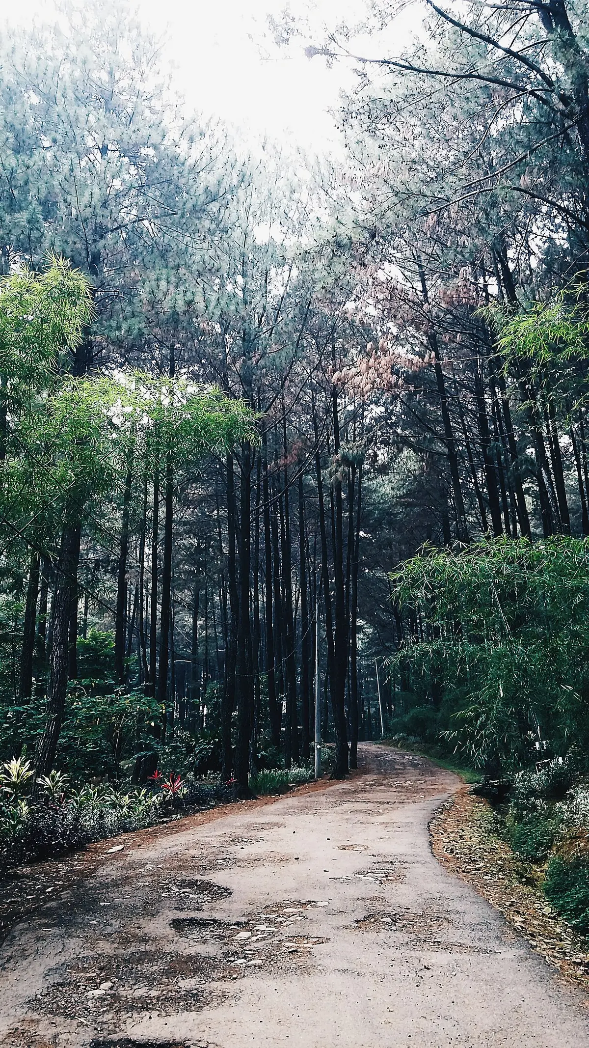 5 Spot Instagramable di Sekadauhilir yang Wajib Kamu Kunjungi